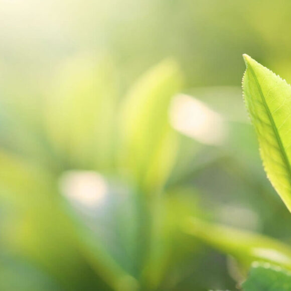 Camellia Sinensis Leaf Extract (Green Tea) Essential Oil for Forehead Fungal Acne